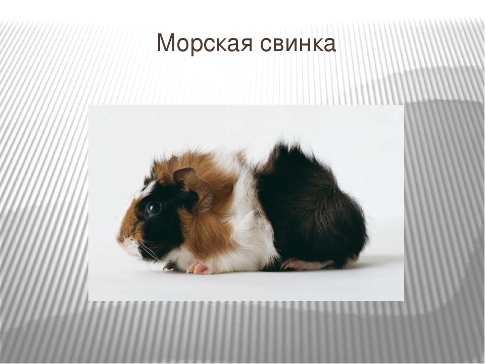 Презентация для детей младшего дошкольного возраста "Домашние животные"