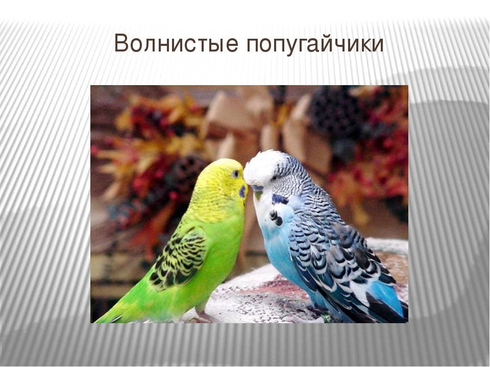 Презентация для детей младшего дошкольного возраста "Домашние животные"