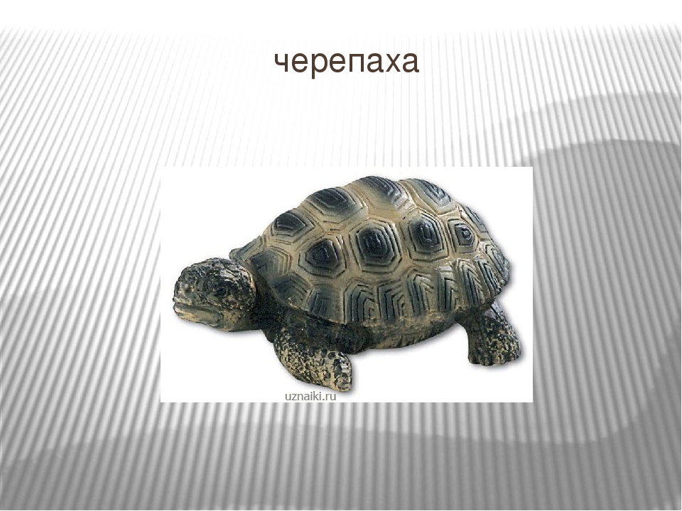Презентация для детей младшего дошкольного возраста "Домашние животные"