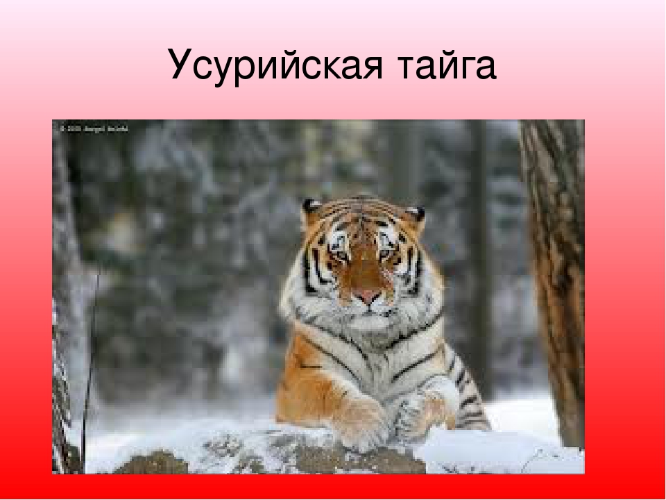 Презентация "Моя Родина Россия"
