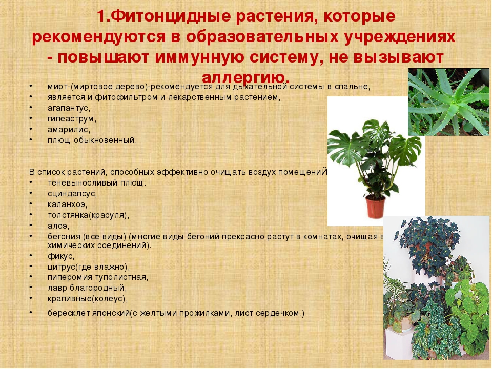 Презентация на тему "Растения в ДОУ"