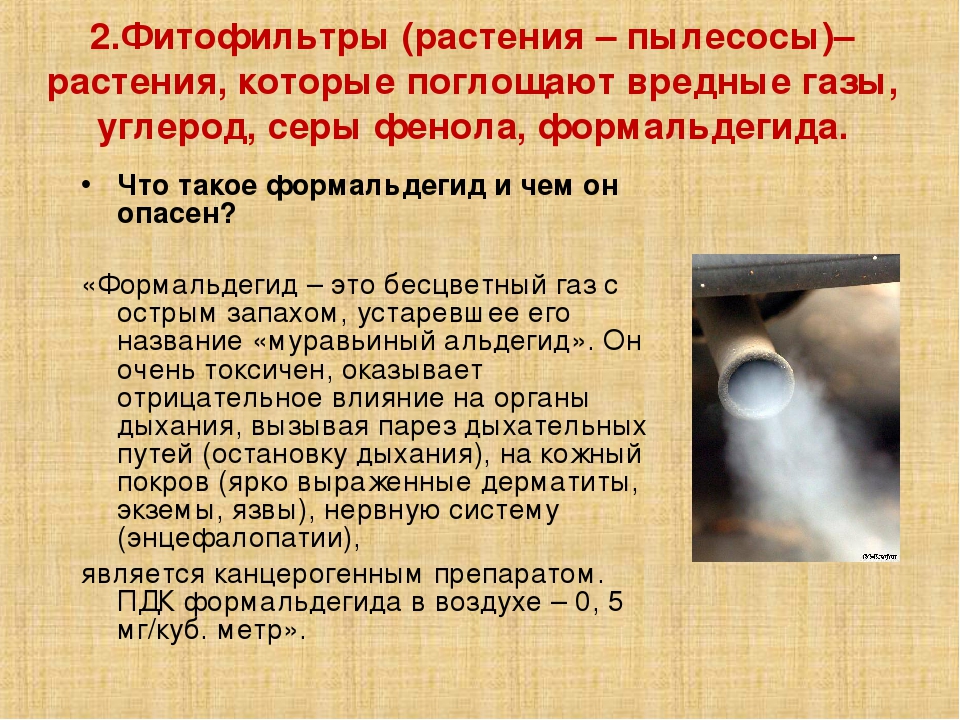Презентация на тему "Растения в ДОУ"