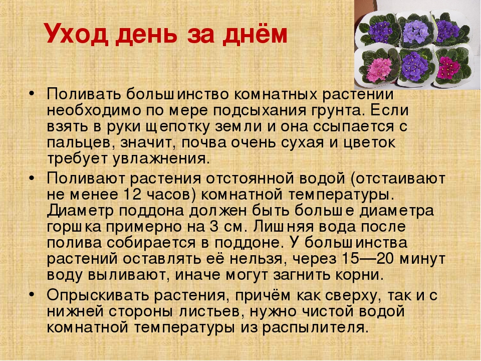 Презентация на тему "Растения в ДОУ"