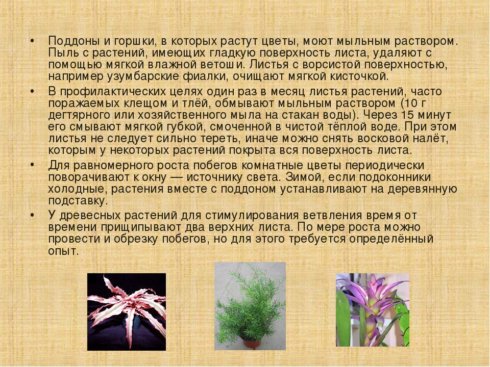 Презентация на тему "Растения в ДОУ"