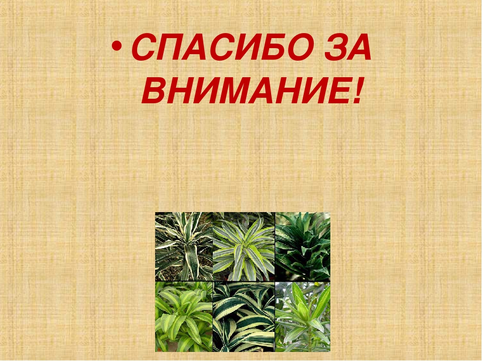 Презентация на тему "Растения в ДОУ"