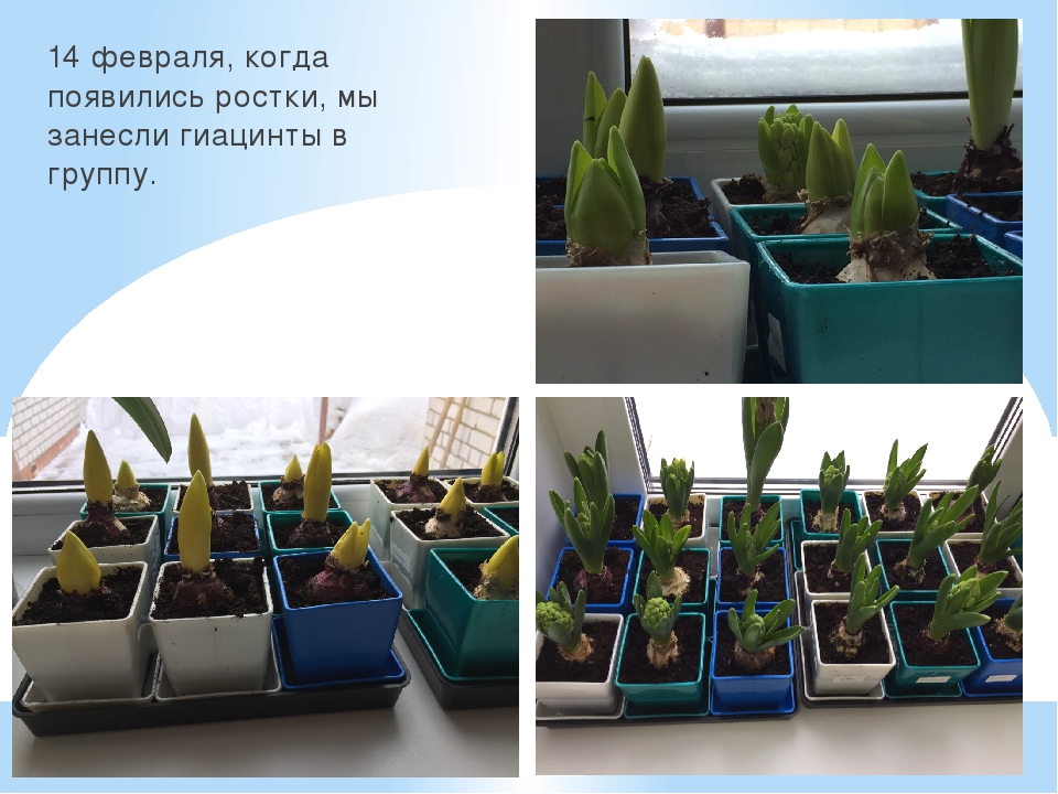 Презентация познавательно-творческого проекта "Часовые весны"