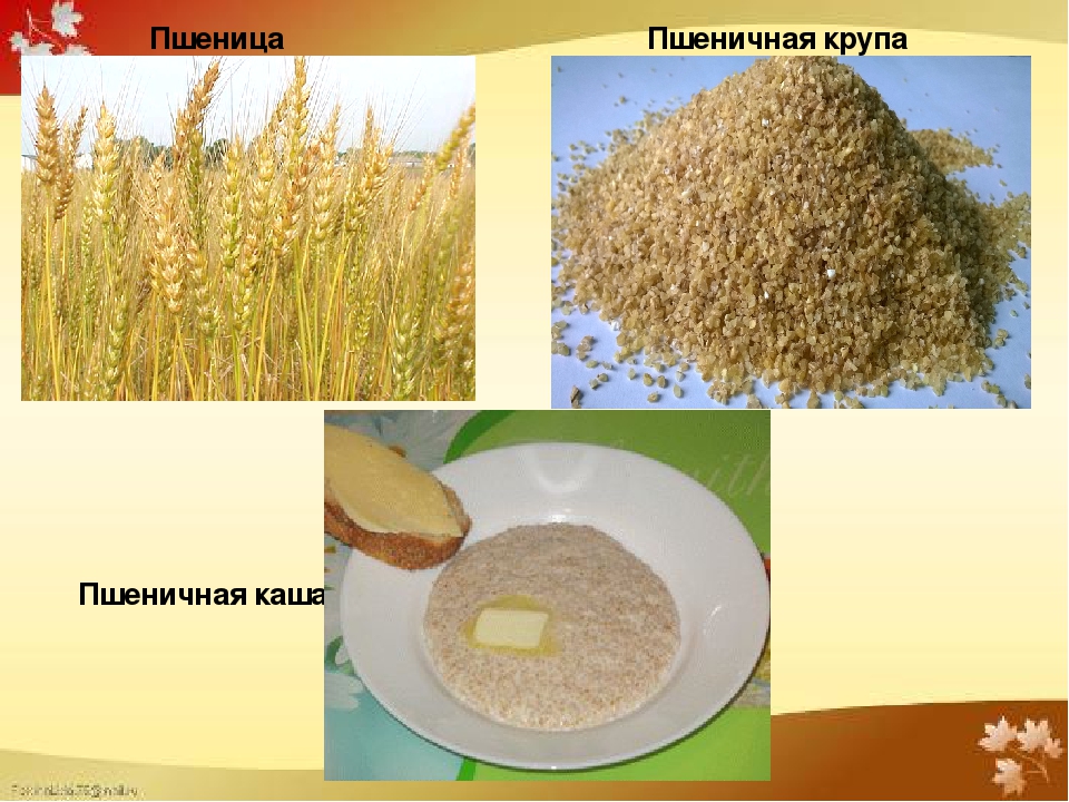 Проект "Каша - радость наша".Старший дошкольный возраст.