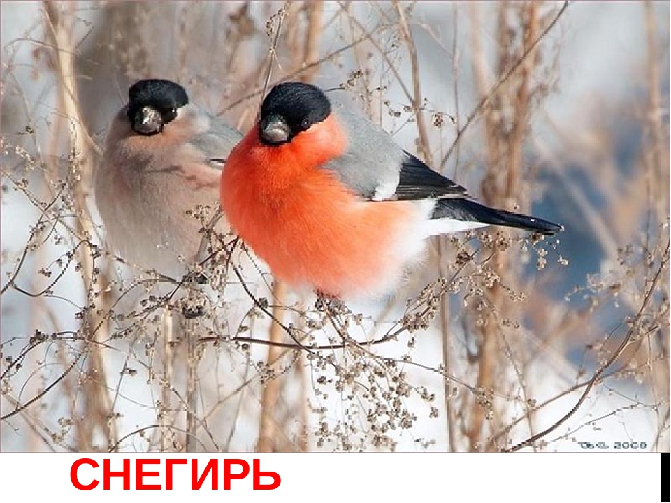 Картотека на тему: "Загадки про зимующих птиц"