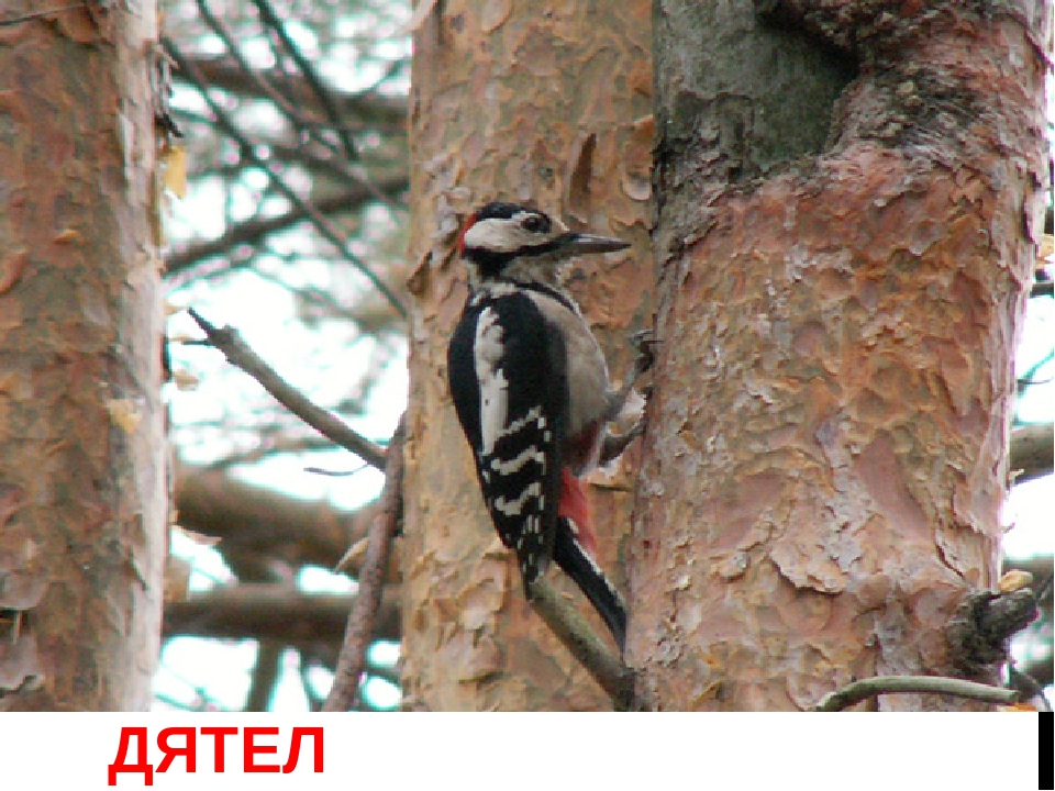 Картотека на тему: "Загадки про зимующих птиц"