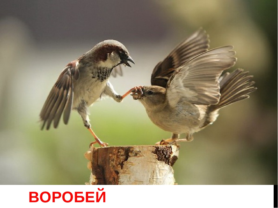 Картотека на тему: "Загадки про зимующих птиц"