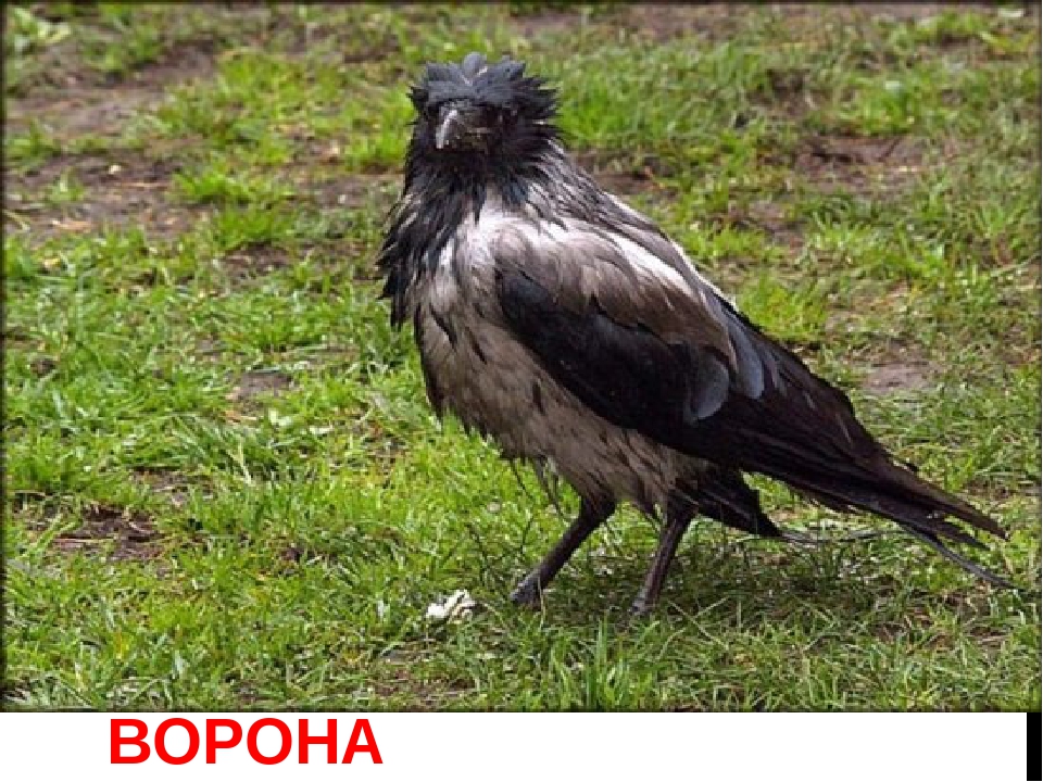 Картотека на тему: "Загадки про зимующих птиц"