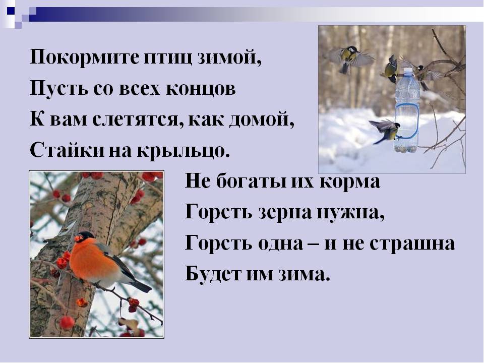 Картотека на тему: "Загадки про зимующих птиц"