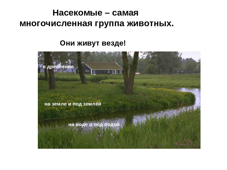 Презентация на тему:"НЕВЕРОЯТНЫЕ ФАКТЫ ИЗ ЖИЗНИ НАСЕКОМЫХ"