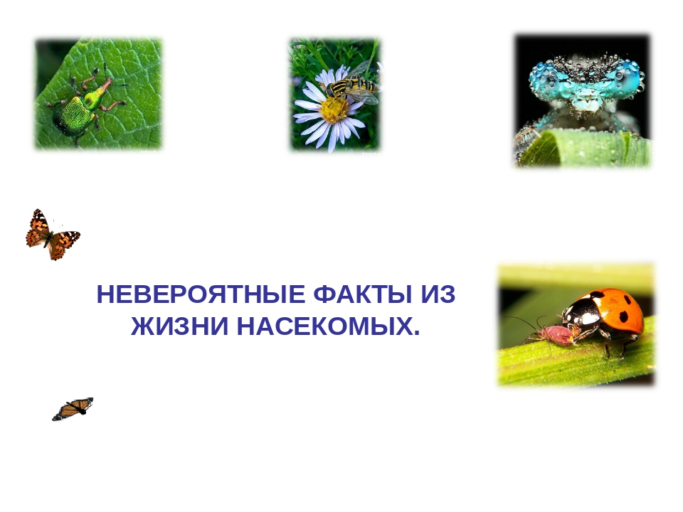 Презентация на тему:"НЕВЕРОЯТНЫЕ ФАКТЫ ИЗ ЖИЗНИ НАСЕКОМЫХ"