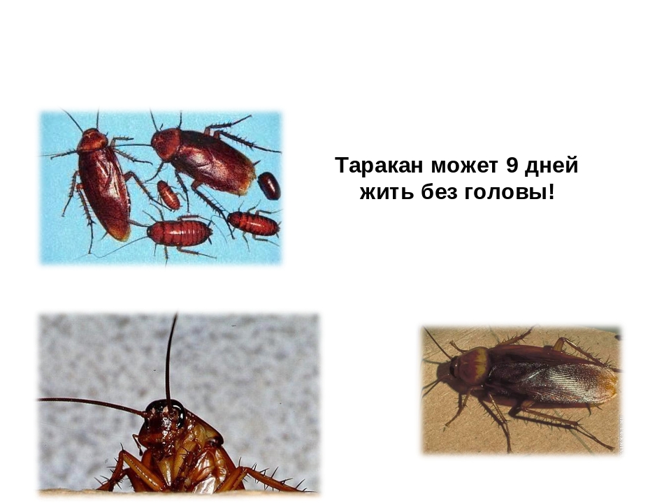 Презентация на тему:"НЕВЕРОЯТНЫЕ ФАКТЫ ИЗ ЖИЗНИ НАСЕКОМЫХ"