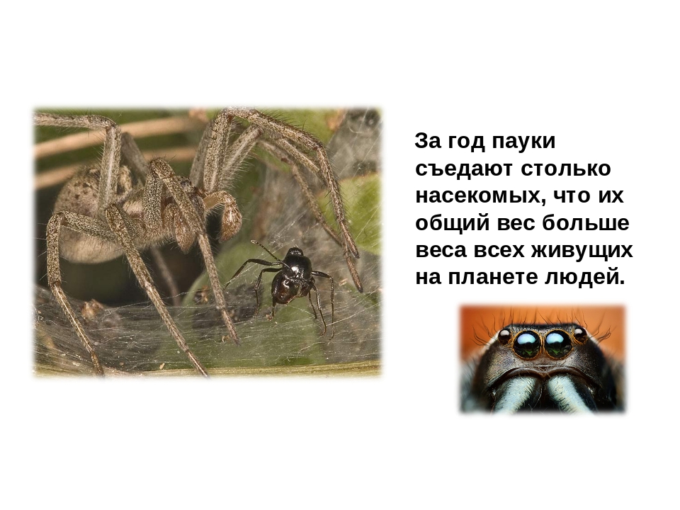 Презентация на тему:"НЕВЕРОЯТНЫЕ ФАКТЫ ИЗ ЖИЗНИ НАСЕКОМЫХ"