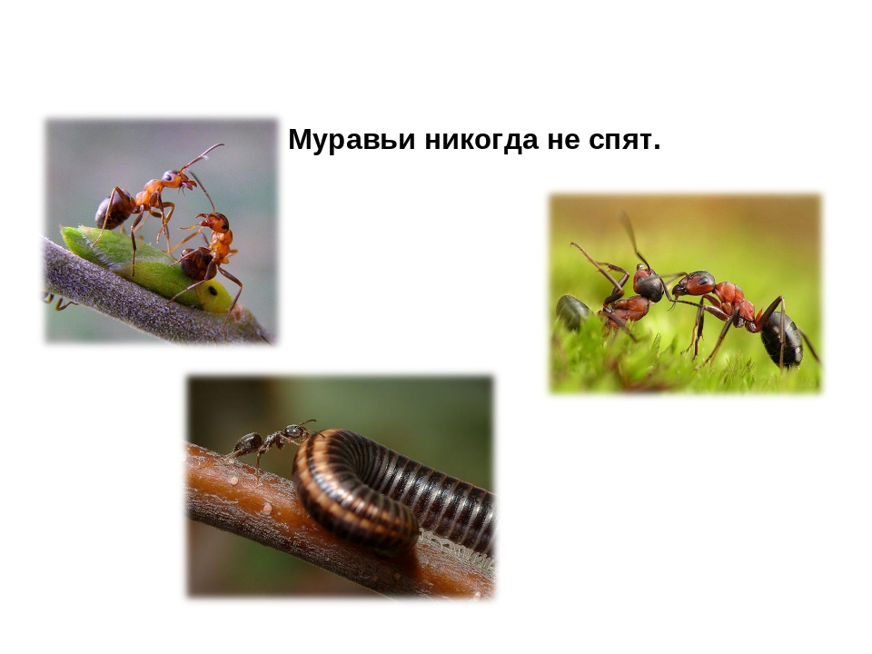 Презентация на тему:"НЕВЕРОЯТНЫЕ ФАКТЫ ИЗ ЖИЗНИ НАСЕКОМЫХ"