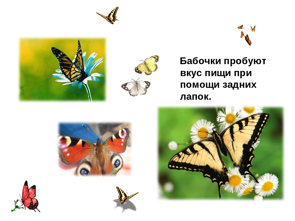 Презентация на тему:"НЕВЕРОЯТНЫЕ ФАКТЫ ИЗ ЖИЗНИ НАСЕКОМЫХ"