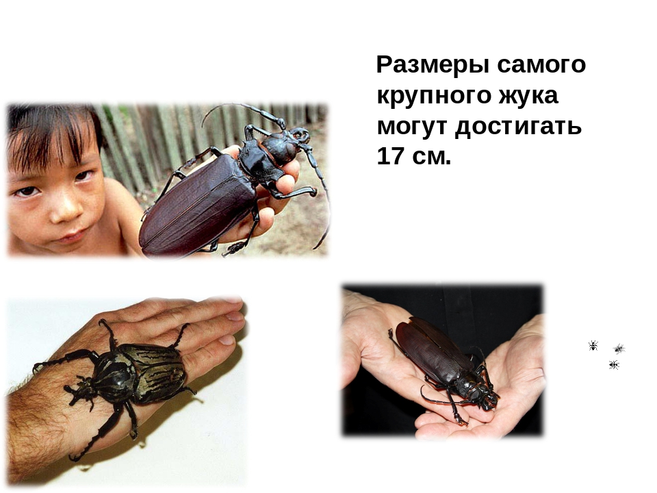 Презентация на тему:"НЕВЕРОЯТНЫЕ ФАКТЫ ИЗ ЖИЗНИ НАСЕКОМЫХ"