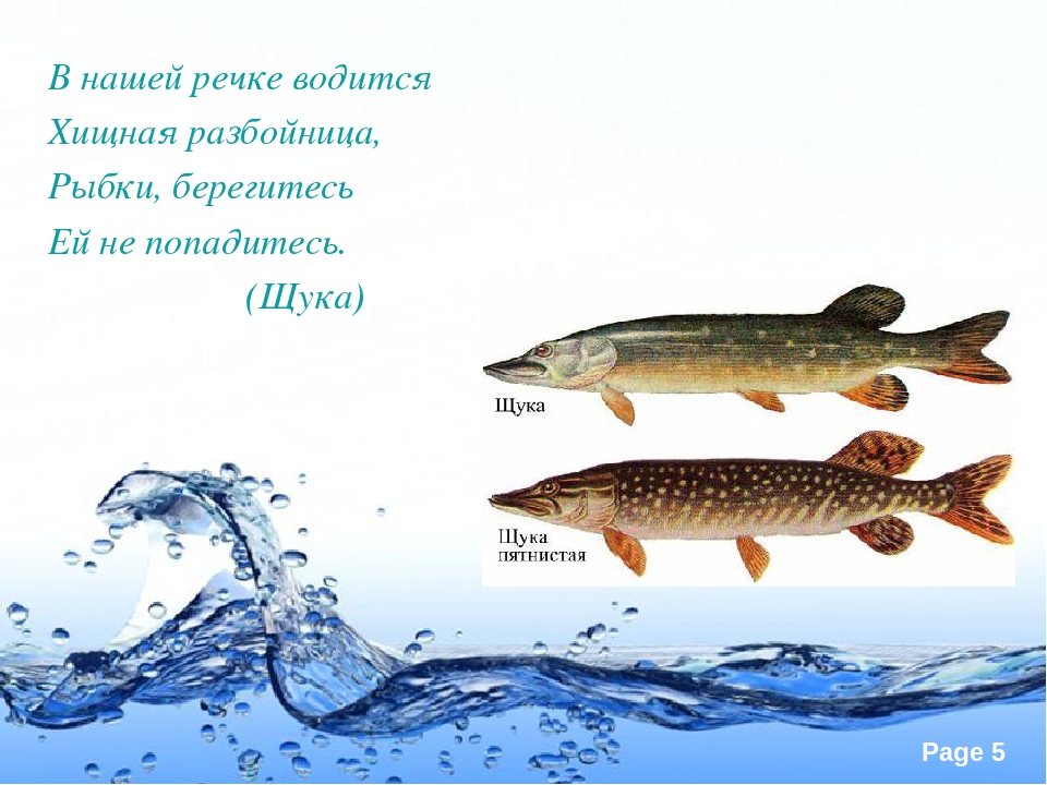 В лесу не водится в реке. В лесу она не водится в реке она одна. В речке водится н. Загадка в лесу она не водится в реке. Река Тигода какая рыба водится.