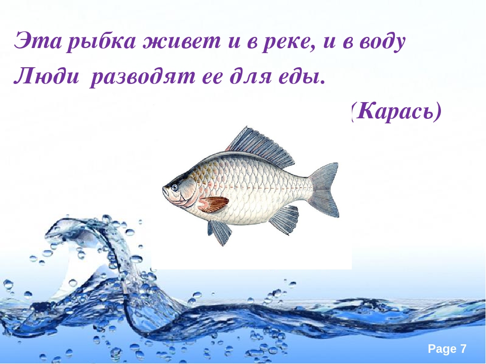 Презентация по экологии ДОУ