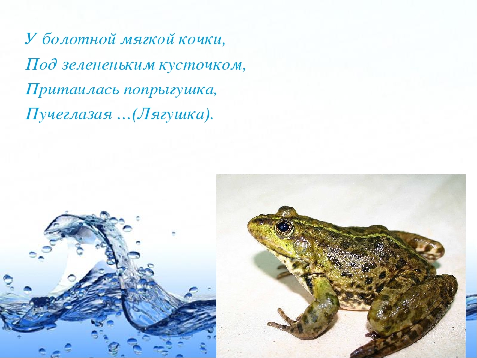 Презентация по экологии ДОУ