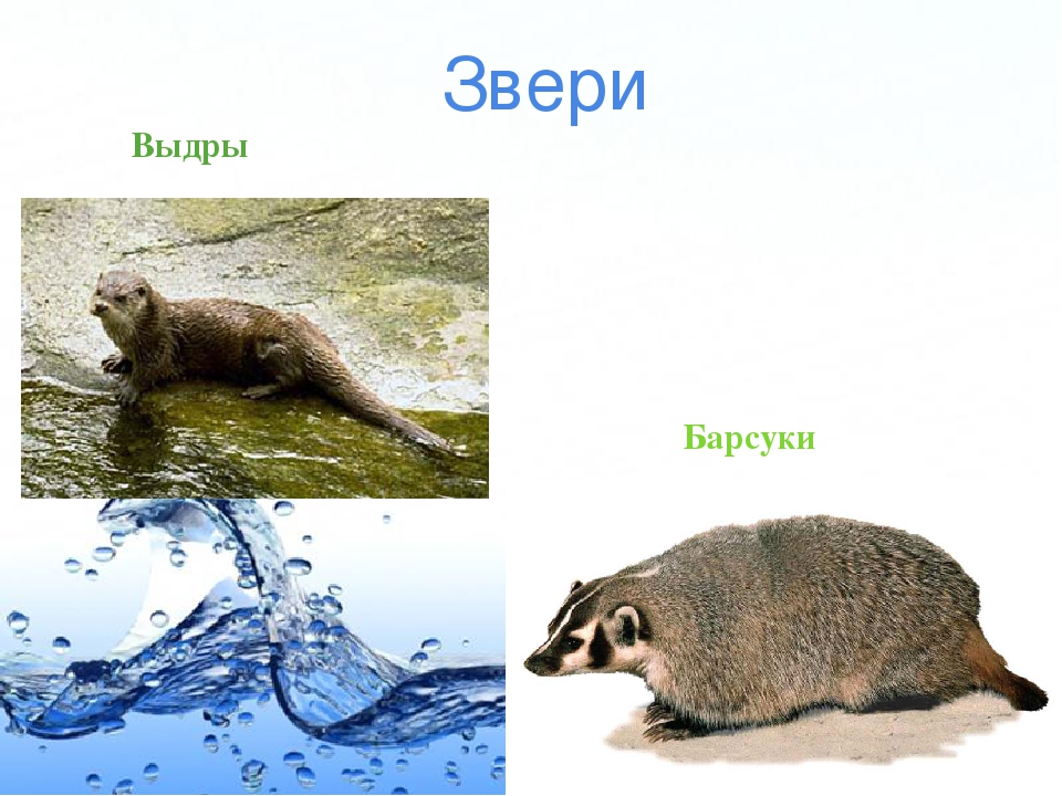 Презентация по экологии ДОУ