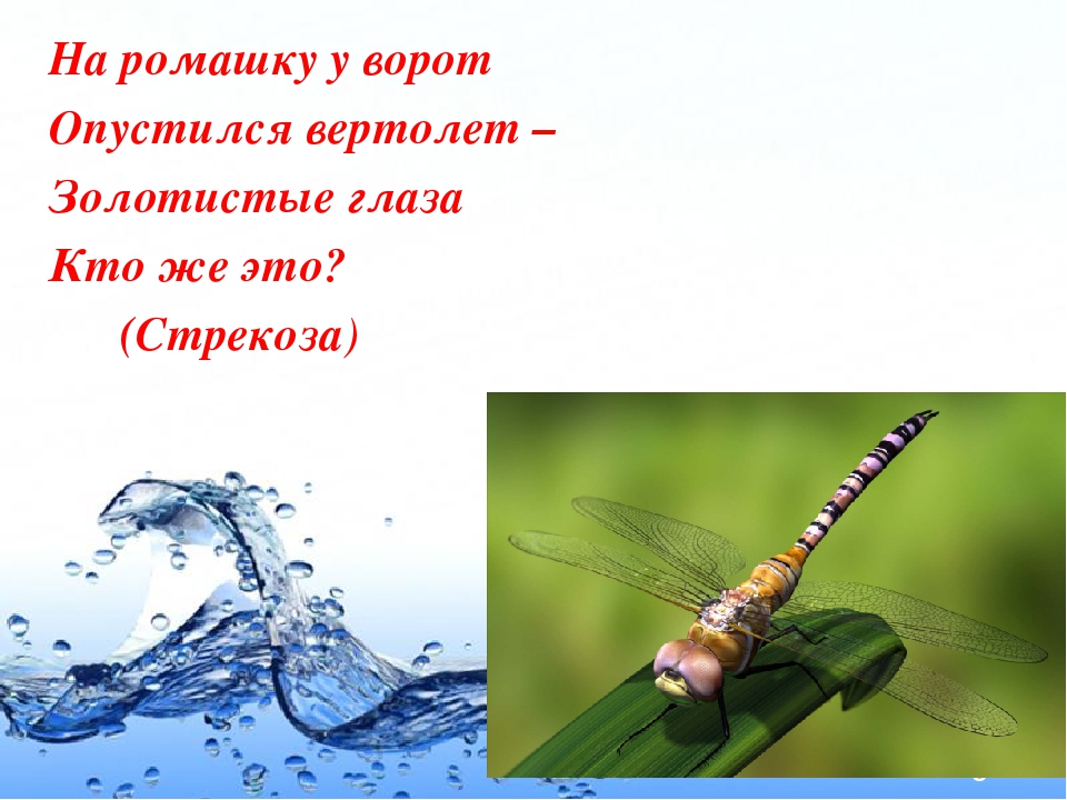 Презентация по экологии ДОУ