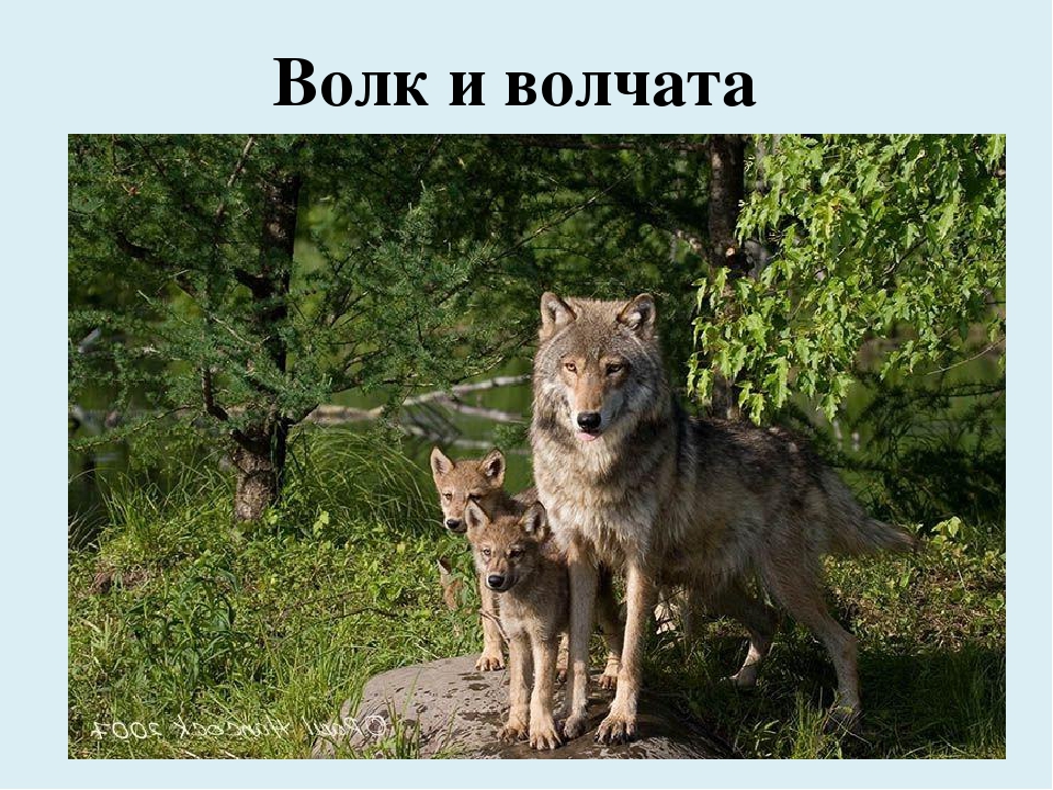 Где найти волка. Волк с волчатами. Дикие животные волк и Волчонок. Волк волчица и Волчонок. Волчица с волчатами.