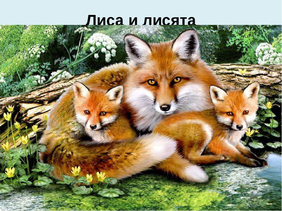 Презентация на тему: "Животные и детеныши"