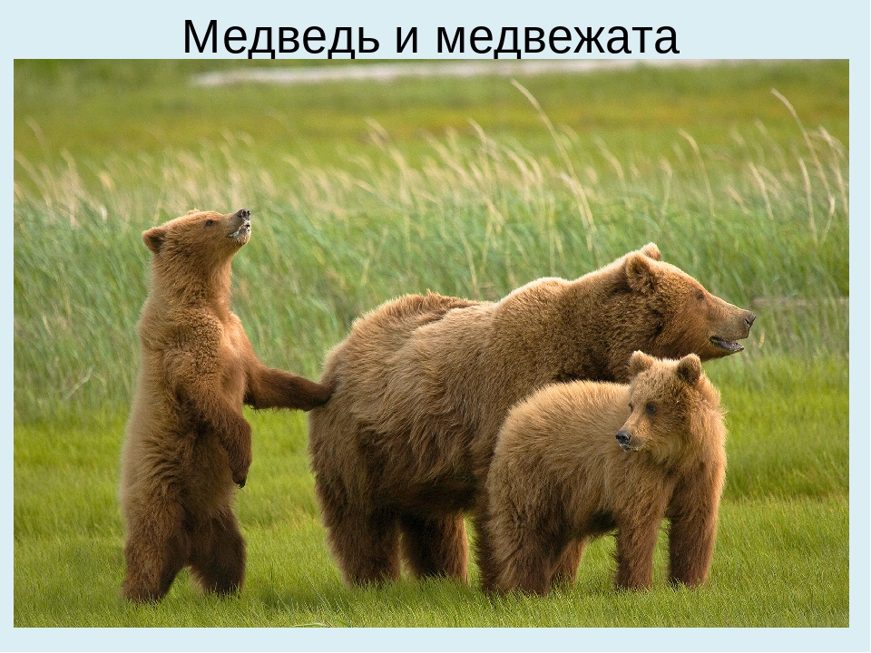 Презентация на тему: "Животные и детеныши"