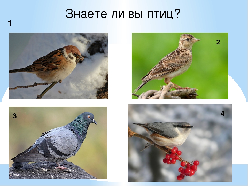 Презентация "Зимующие и перелетные птицы"