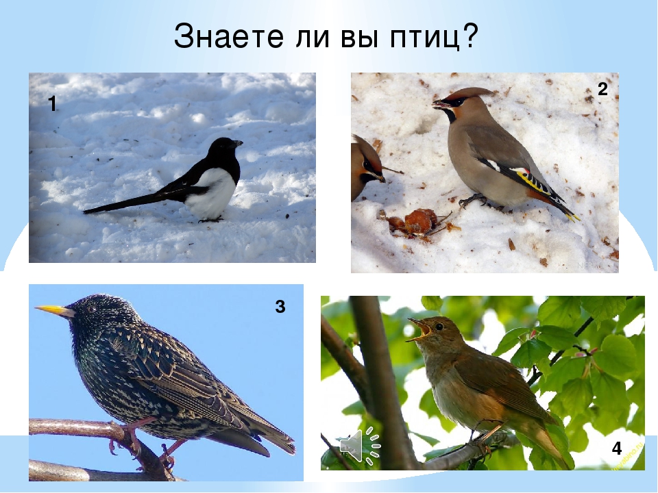 Презентация "Зимующие и перелетные птицы"