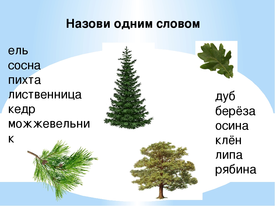 Презентация: "Лиственные и хвойные деревья"