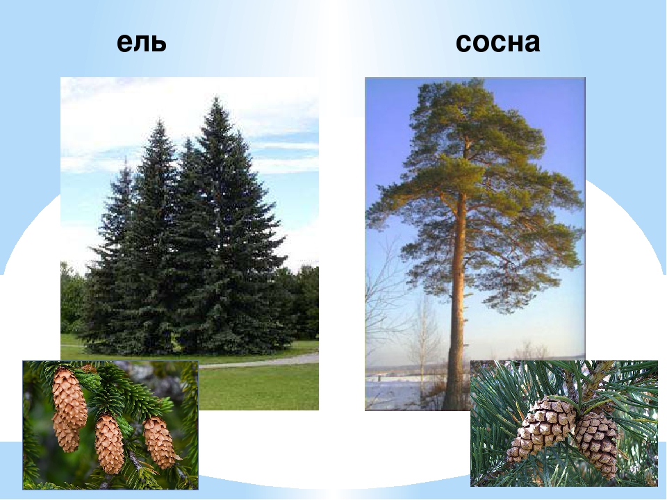Презентация: "Лиственные и хвойные деревья"