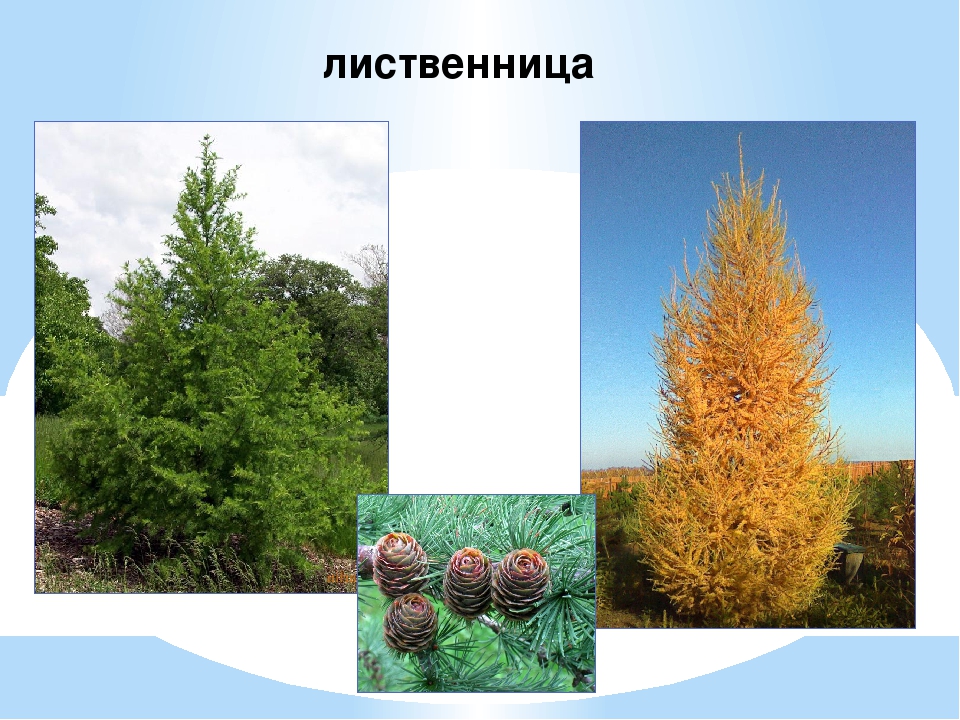 Презентация: "Лиственные и хвойные деревья"