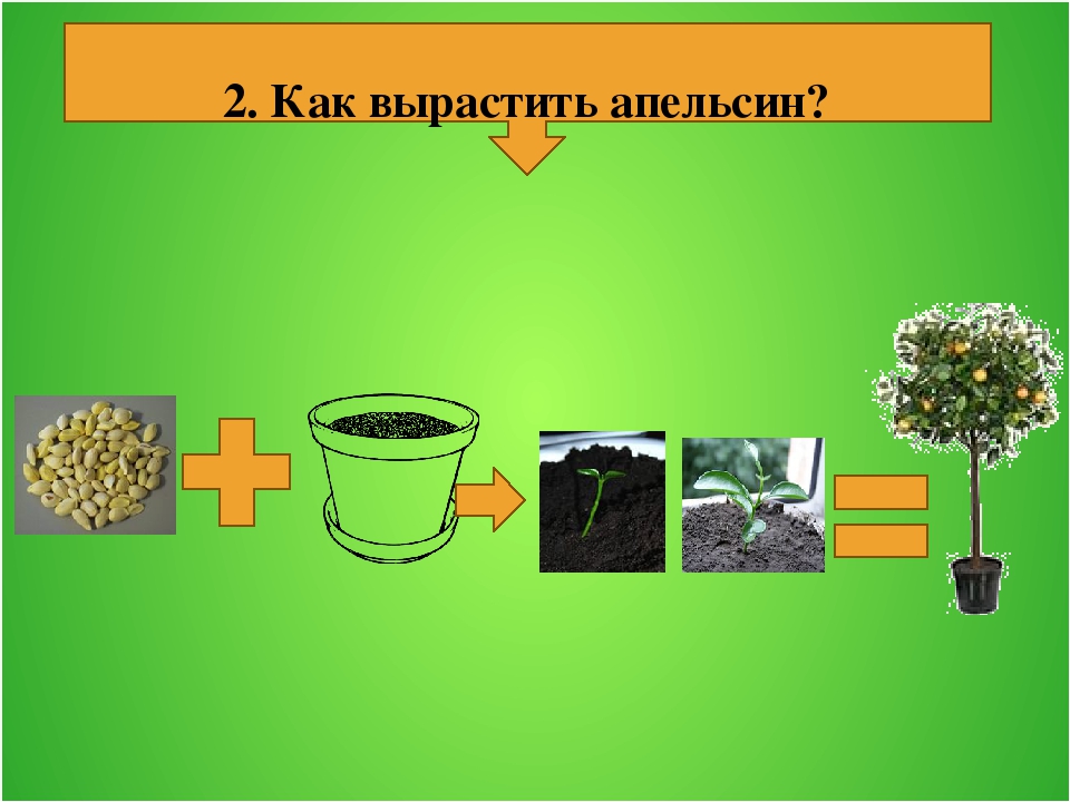 Исследовательский проект на тему: " Волшебный апельсин!"