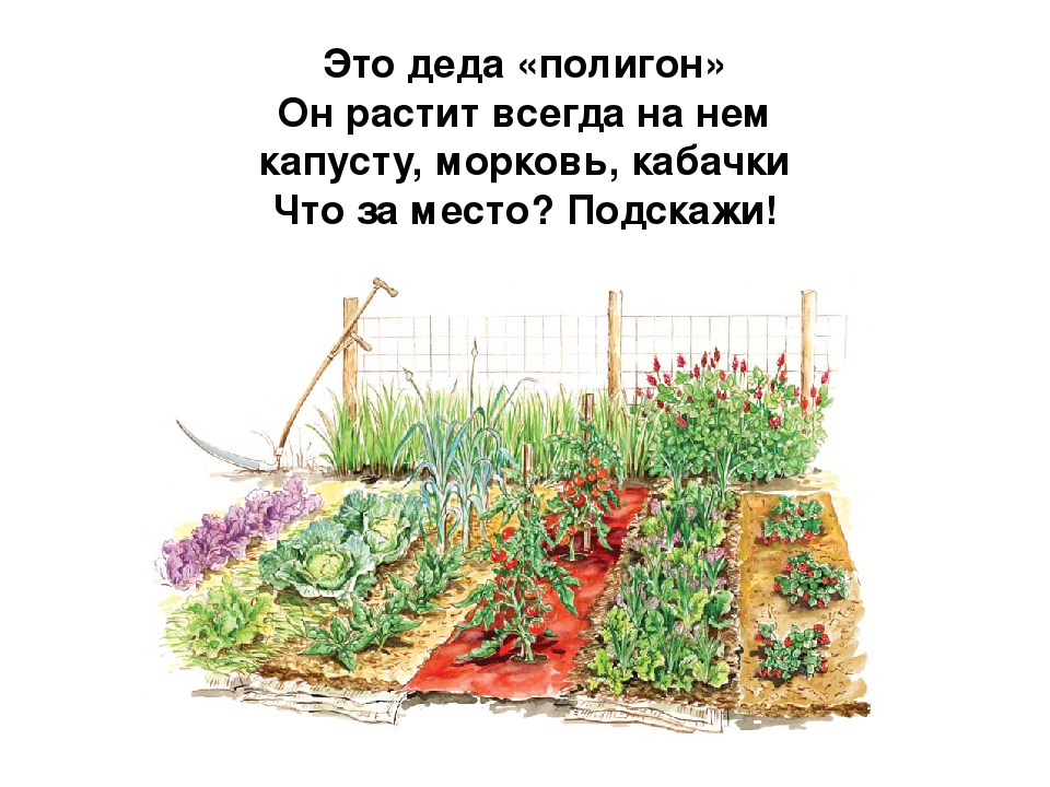Презентация по развитию речи на тему овощи:"Загадки с грядки"