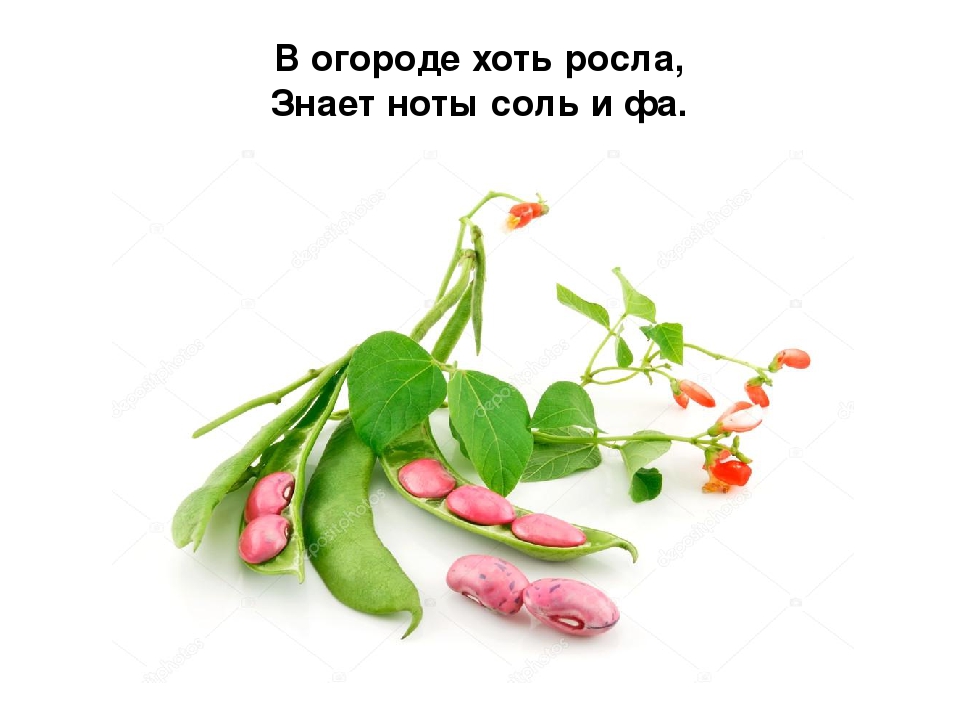Презентация по развитию речи на тему овощи:"Загадки с грядки"
