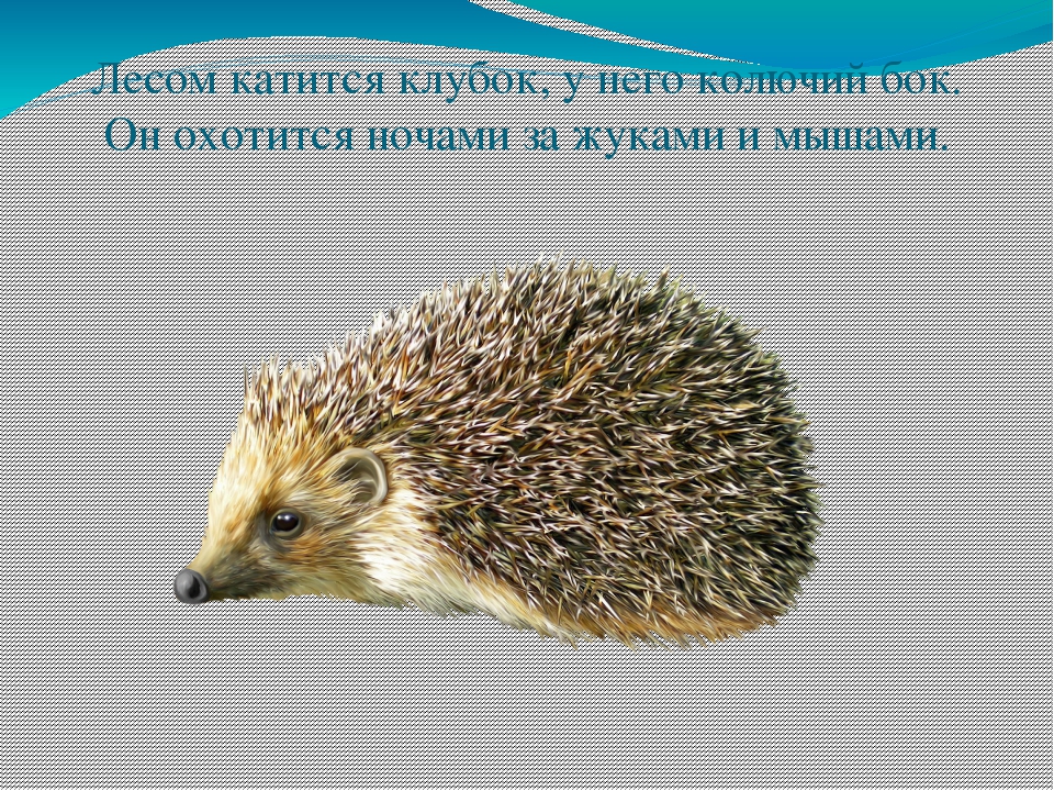 Экологическая викторина «Знатоки природы» презентация