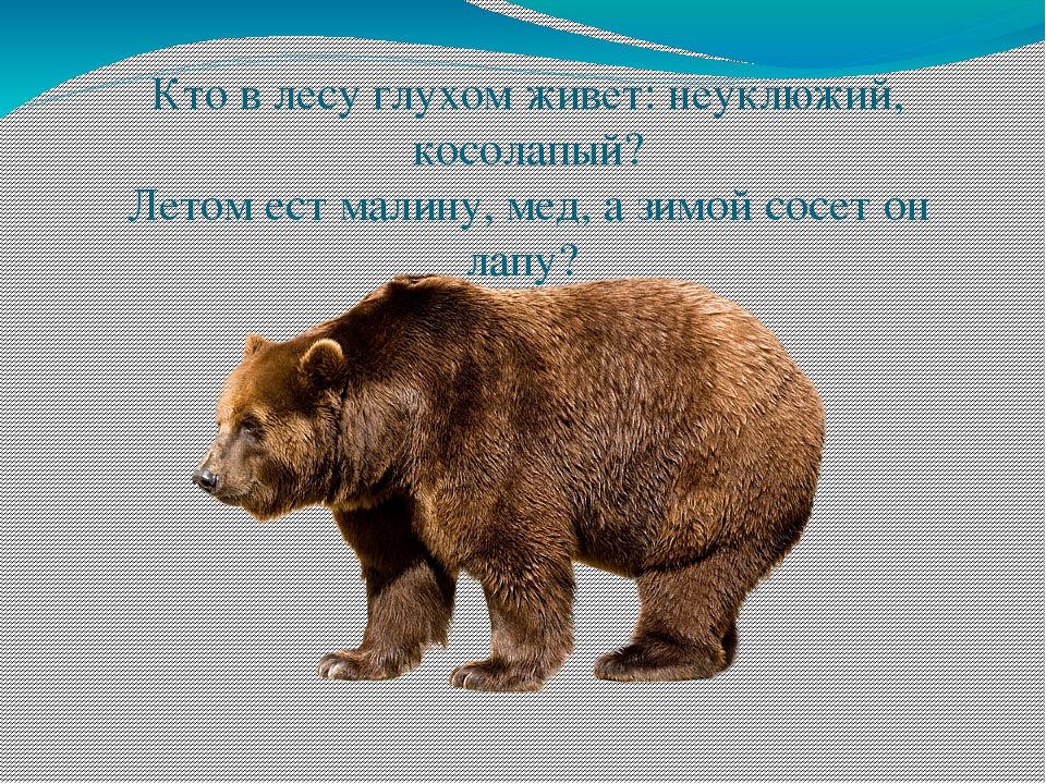 Экологическая викторина «Знатоки природы» презентация