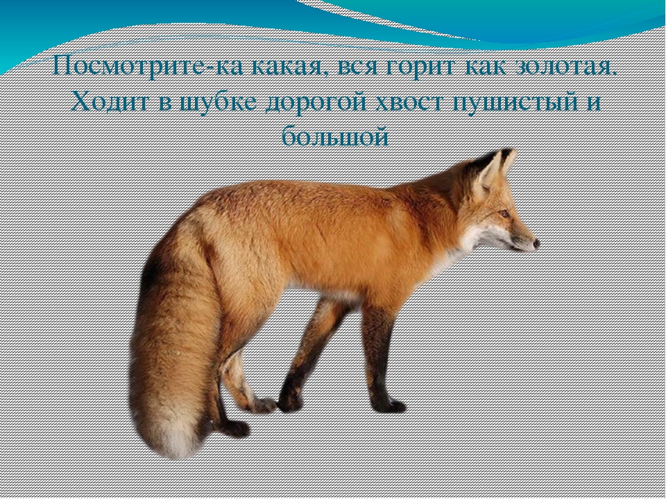 Экологическая викторина «Знатоки природы» презентация
