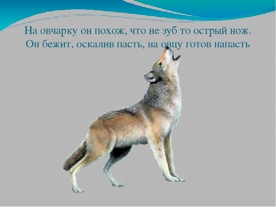 Экологическая викторина «Знатоки природы» презентация