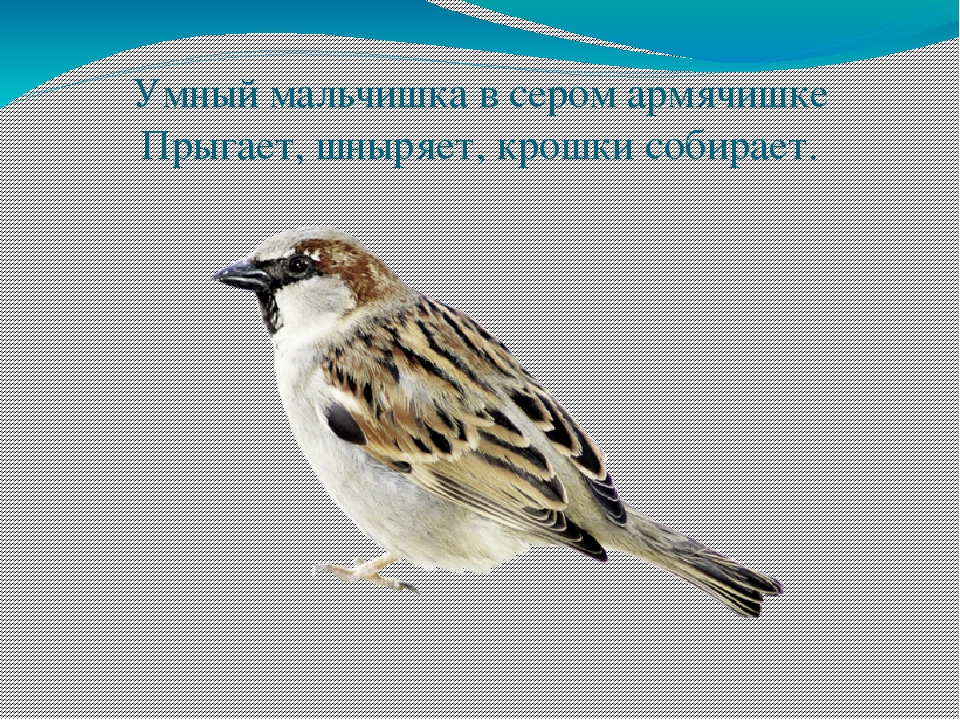 Экологическая викторина «Знатоки природы» презентация