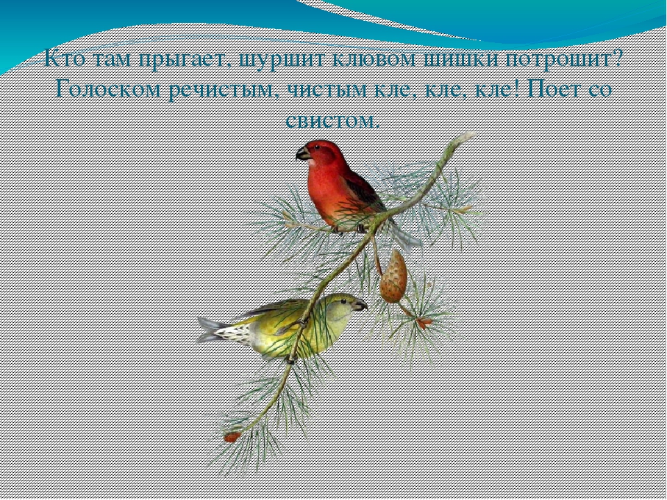 Экологическая викторина «Знатоки природы» презентация