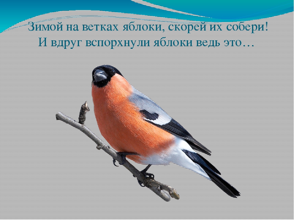 Экологическая викторина «Знатоки природы» презентация