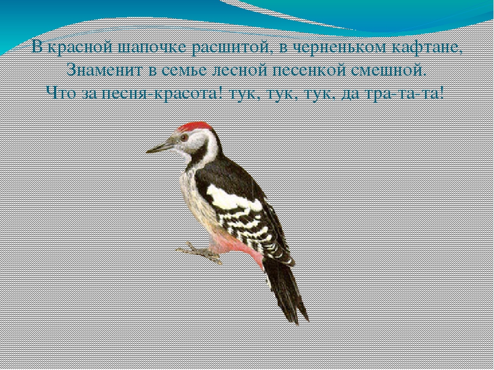 Экологическая викторина «Знатоки природы» презентация