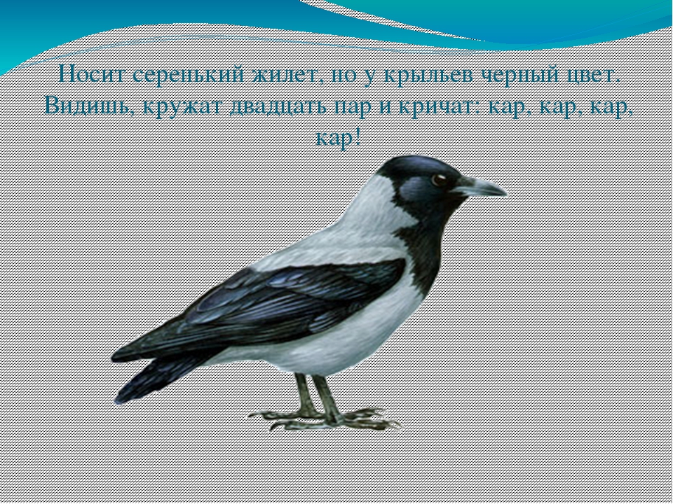 Экологическая викторина «Знатоки природы» презентация