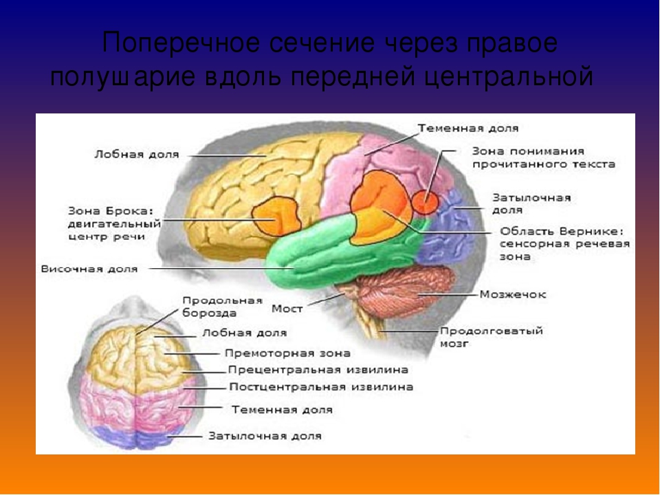 Презентация по развитию мелкой моторики " Волшебные пальчики" в старшей группе детей с ОНР