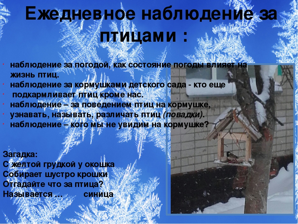 Презентация проекта "Зимующие птицы"